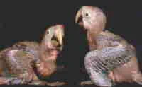 Baby Macaws at older stages