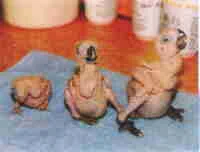 Baby parrots at different stages
