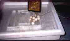 Eggs