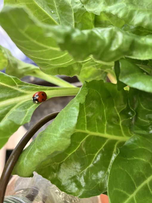 a cute lady bug hiding amongst my Swiss chard leaves