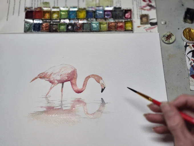 Male Flamingo 
