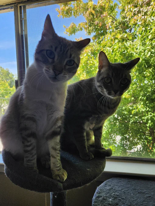 Bowser and Lentil on the cat tree. They are sharing the top level and are both looking at the camera. Lentil's head is slightly tilted, while Bowser is looking more dead-on in the back. Both of their ears are angled the same way.