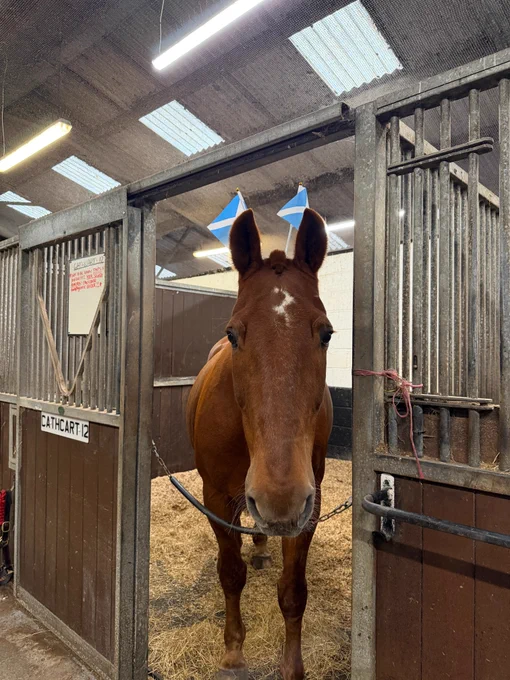 Chestnut coloured police horse standing in a stable looking towards the camera wearing Scotland flags behind his ears.