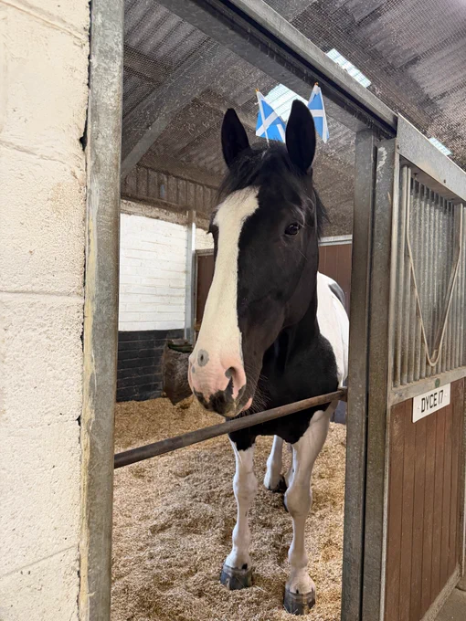 A black and white Police Horse with Scottish flags behind its ears in a stable.