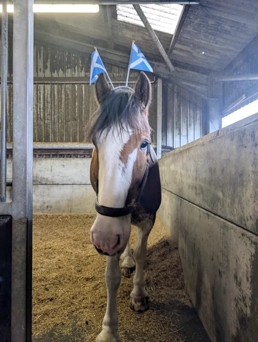 Brown Police Horse in a stable wearing two small Scottish flags on sticks behind its ears.
