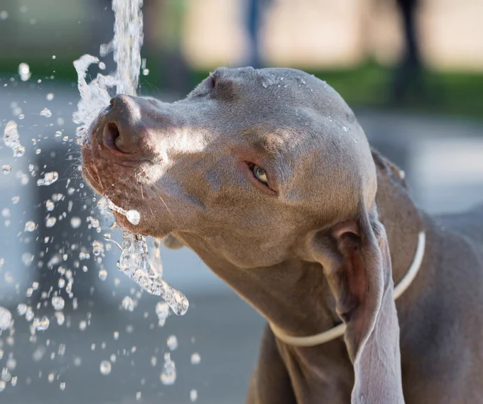 A brown dog drinking water from a water stream. 