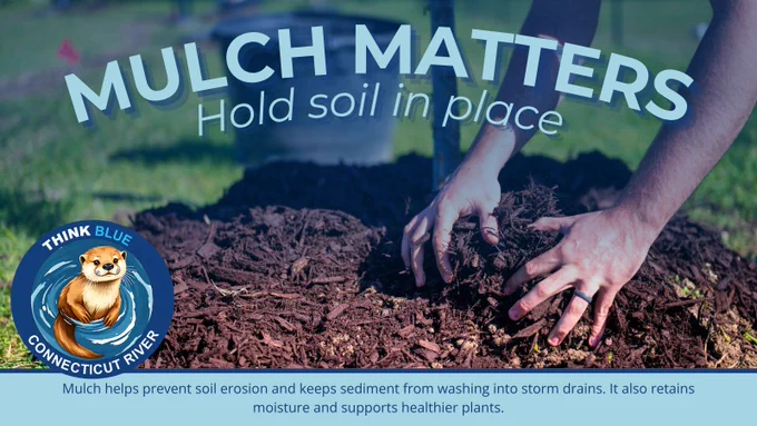 Graphic titled “Mulch Matters – Hold soil in place.” Image shows hands spreading mulch around a plant. Text explains that mulch helps prevent soil erosion, keeps sediment from washing into storm drains, retains moisture, and supports healthier plants. The Think Blue Connecticut River logo appears in the corner.