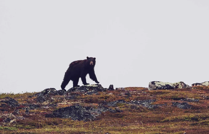 A bear walking on a rocky terrain under a clear sky.
