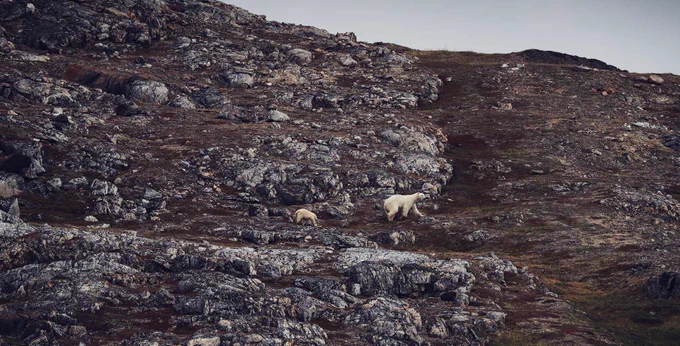 Two polar bears walk across a rocky, hillside landscape with sparse vegetation.