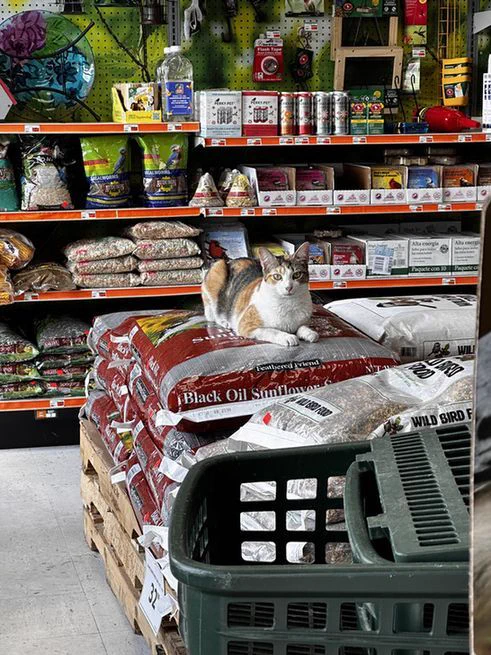 A calico cat laying down atop some sunflower seed bags in a hardware store.