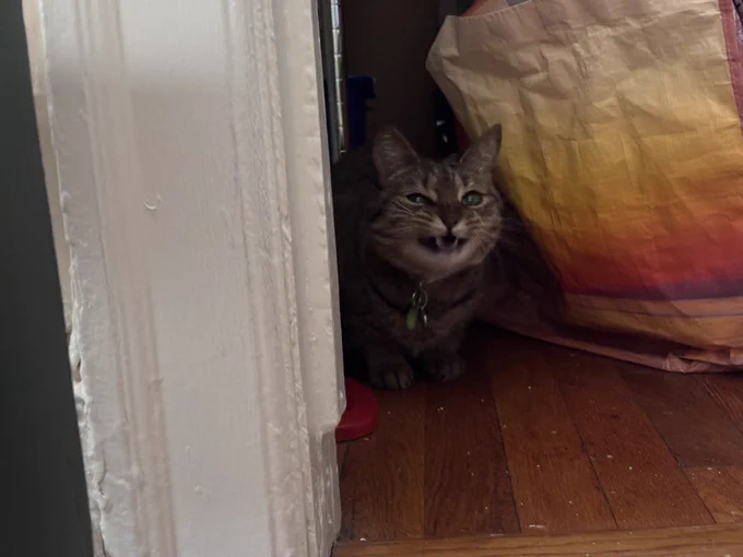 a standard issue cat hanging out in a closet. she was caught mid yawn and has a funny look on her face