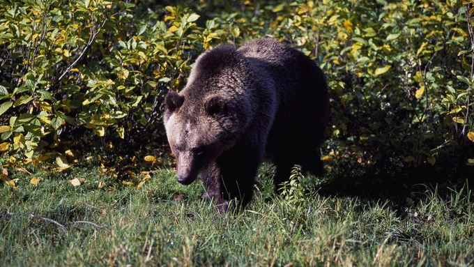 Grizzly bear mauls hiker, drags him dozens of feet on Glacier National Park trail