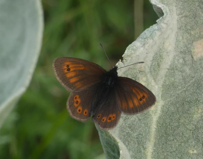 Bulgarian Ringlet (Erebia orientalis) © David Moore