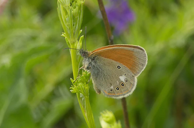 Eastern Large Heath (Coenonympha rhodopensis) © David Moore
