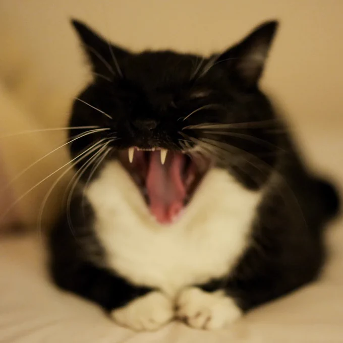 A black and white cat yawning on the bed