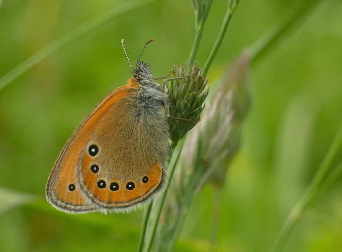 Russian Heath (Coenonympha leander) © David Moore