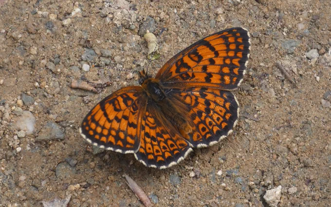 Freyer's Fritillary (Melitaea arduinna) © David Moore