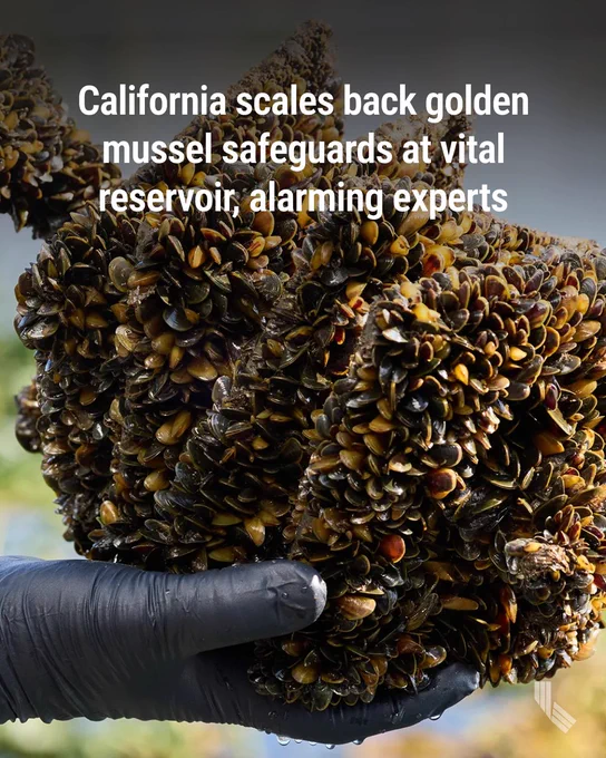 A sampling plate covered with golden mussels that was removed from the Stockton Channel at the Port of Stockton on Oct. 23, 2025. Detection plates are used to monitor the spread and density of golden mussels. Photo by Fred Greaves for CalMatters