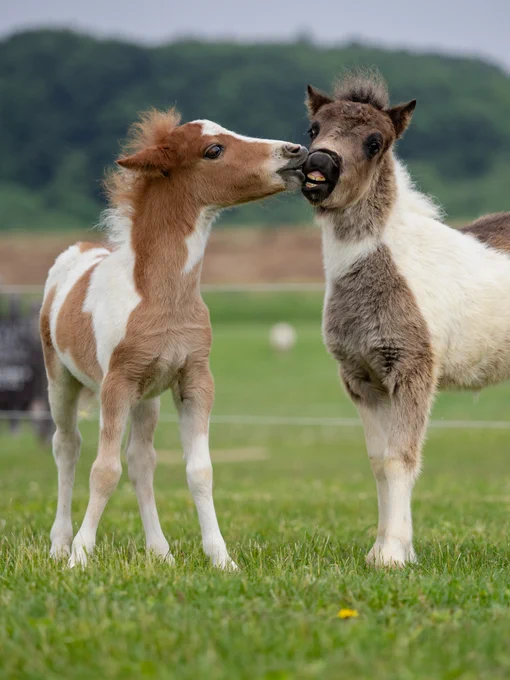 青々としたおひさま牧場の放牧地で、2頭の小さな仔馬（ガブちゃんとピーちゃん）が顔を寄せ合っている微笑ましいツーショット。左側の茶色と白のぶち模様の仔馬が、右側のグレーがかったぶち模様の仔馬の口元に優しく鼻先を押し当てている。右側の仔馬は、少し首をすくめるようにしながら、前歯を見せて「ひゃはっ」と笑っているような非常にユーモラスで愛らしい表情を浮かべている。2頭の初めての交流の瞬間を、鮮明な緑の背景とともに生き生きと捉えた一枚。