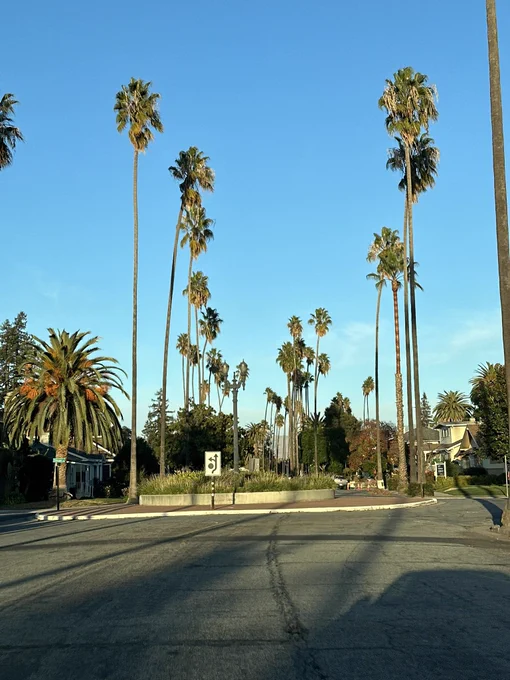 Palm trees in Rose Garden neighborhood in California © @_jeffreyr