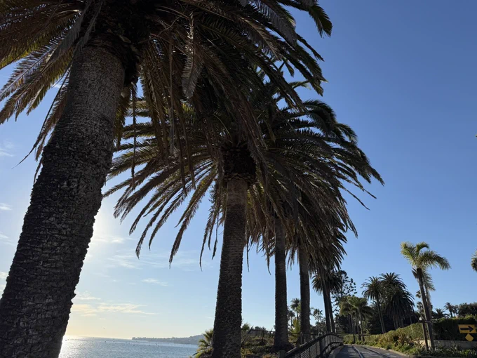Palm trees on the Montecito coast in California © @_jeffreyr