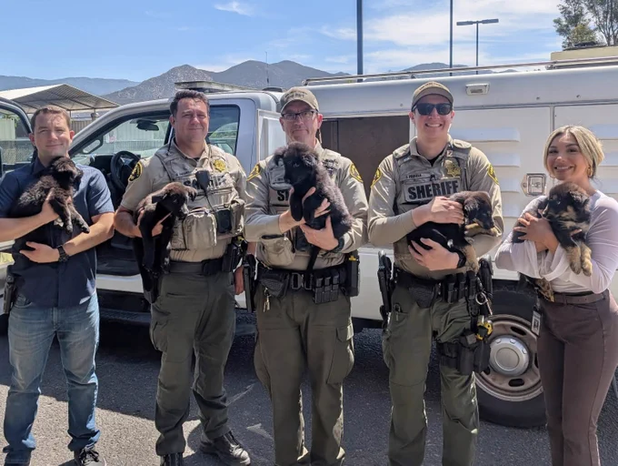 A man, three San Diego County Sheriff's deputies and woman each hold one of five puppies found abandoned.