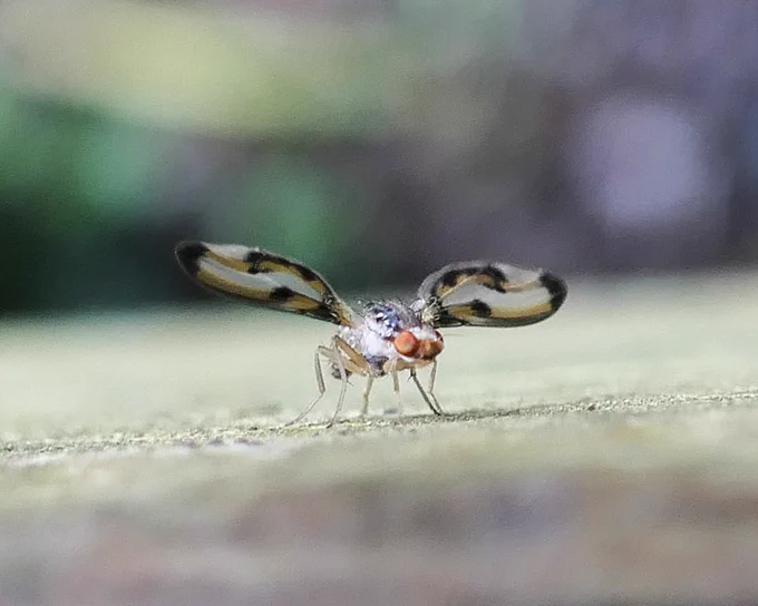 P. muliebris