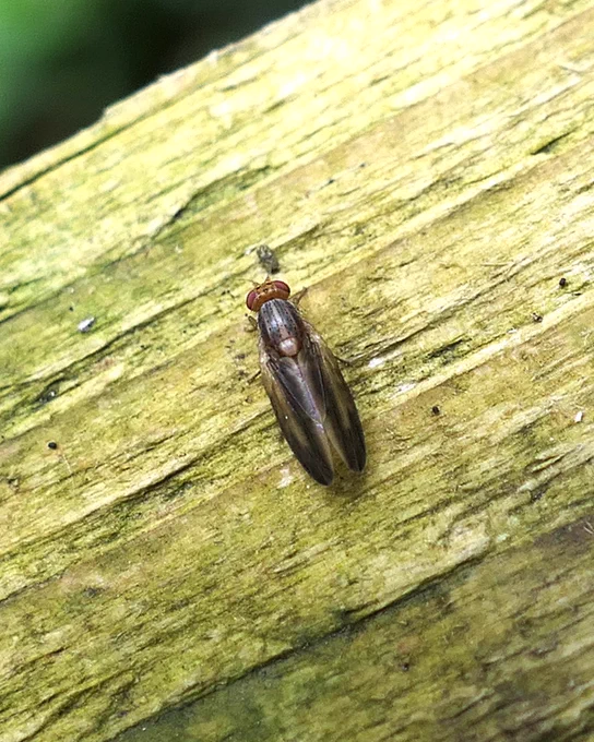 Peplomyza litura