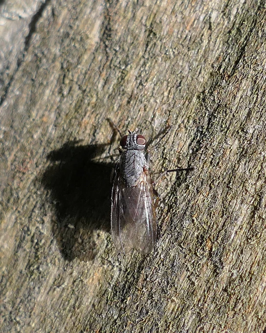 Lispocephala sp.