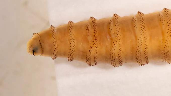 FDA approves emergency use of medication to treat screwworm in dogs, cats