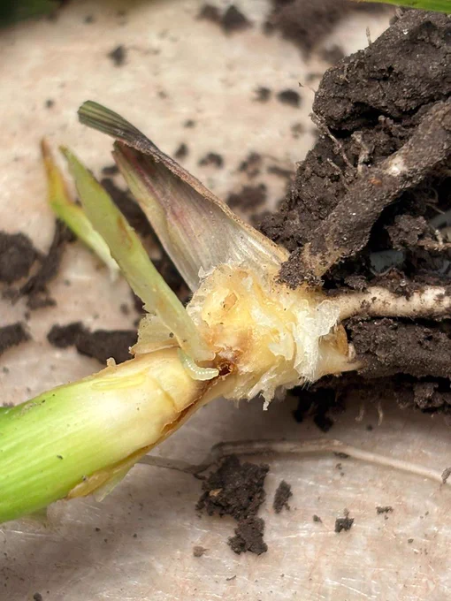 Close-up of root damage and maggot