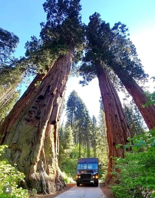 A UPS truck parked between massive sequoia trees on a forest road.