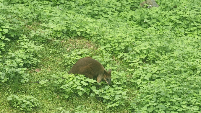 A small brown wallaby in a field of green