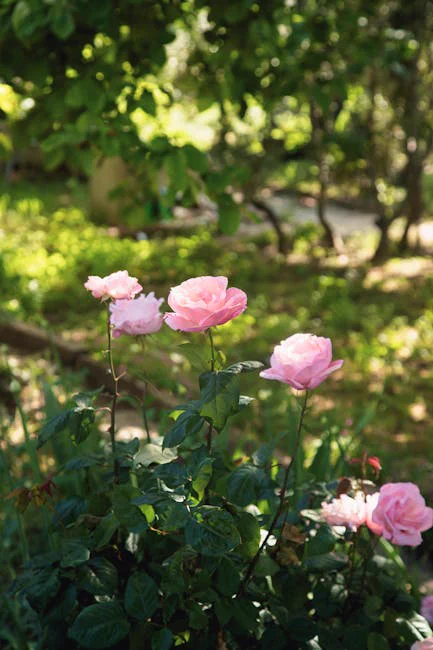Vibrant pink roses in a sunlit garden create a charming floral scene.