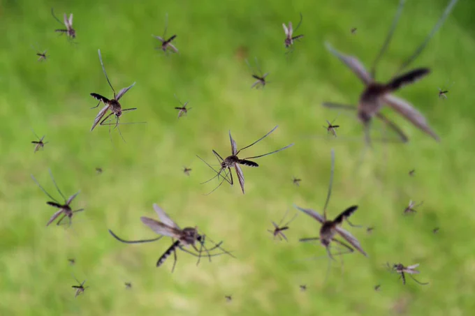 A swarm of mosquitoes with long legs and wings flying against a blurred green background.