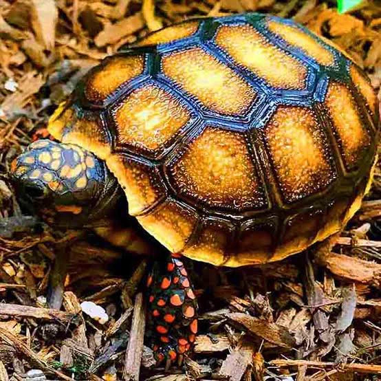 Red footed tortoise lifespan : How long do tortoises live ?