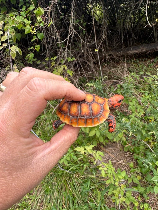 A baby red footed tortoise ( Chelonoidis carbonarius ) enjoying a joyride at the Conservation Center in Ojai