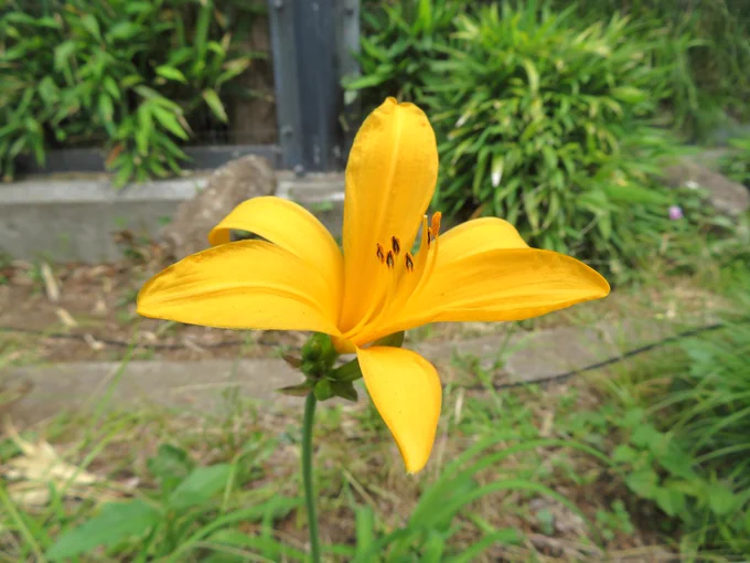 ヤマネコ舎前の草地に、一輪のニッコウキスゲが咲いている。大ぶりな花びらは鮮やかな黄色をしている。