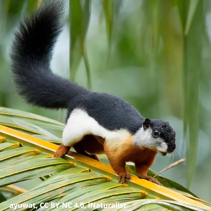 A photo of a Prevost’s squirrel on a large leaf surrounded by green vegetation. The squirrel is black toward its back, has a large irregularly shaped white stripe down its body, and is auburn toward its underbelly and limbs.