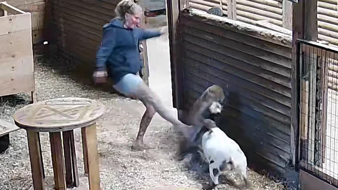Watch this brave woman fight off a cougar to save her dwarf goat