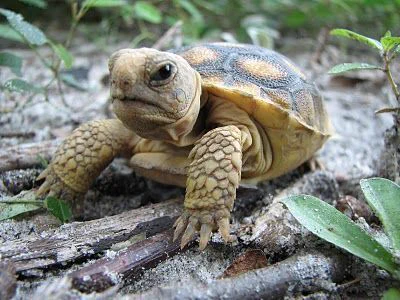 Background photo of cool tiny tortoise looking directly at the camera. Be Writing. Be well. - Wrtr