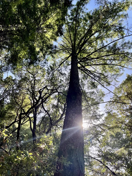 Tree at Four Corners in Saratoga, California © @_jeffreyr