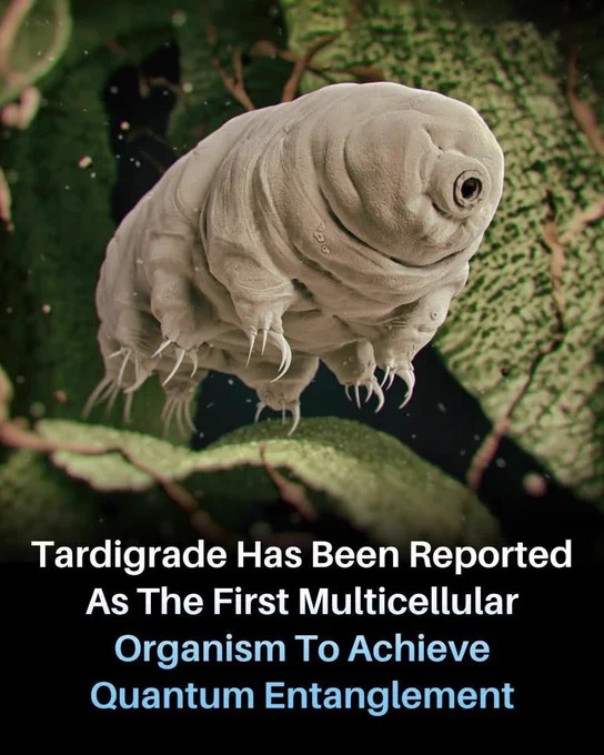 🚨 A TINY CREATURE JUST ENTERED THE QUANTUM WORLD! 

Scientists achieved something incredible by linking a microscopic tardigrade, also known as a water bear, to a quantum system. This is the first time a multicellular organism has been involved in an experiment showing quantum behavior.

The discovery is raising big questions about how living things may interact with the strange quantum world. Could it help unlock new secrets about life, reality, and consciousness?

What scientists found is still being debated, but one thing is clear—this tiny creature has sparked a huge scientific mystery.

Source
Patel, Y., et al. *Quantum entanglement of a tardigrade in a superconducting quantum system*. arXiv Preprint.