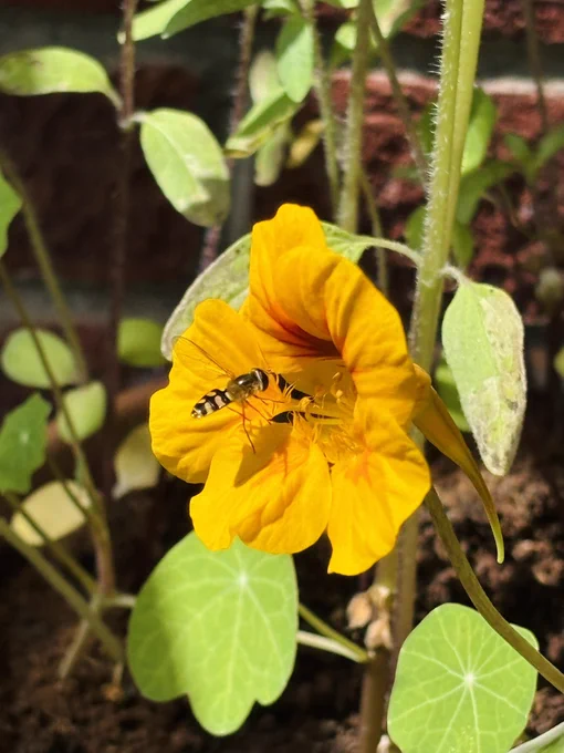 A wasp just flying into the centre of a yellow flower