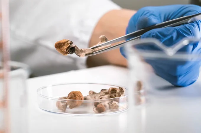 NEWS🚨: Scientists just discovered that microdoses of Psilocybin can reverse obesity, fatty liver and diabetes