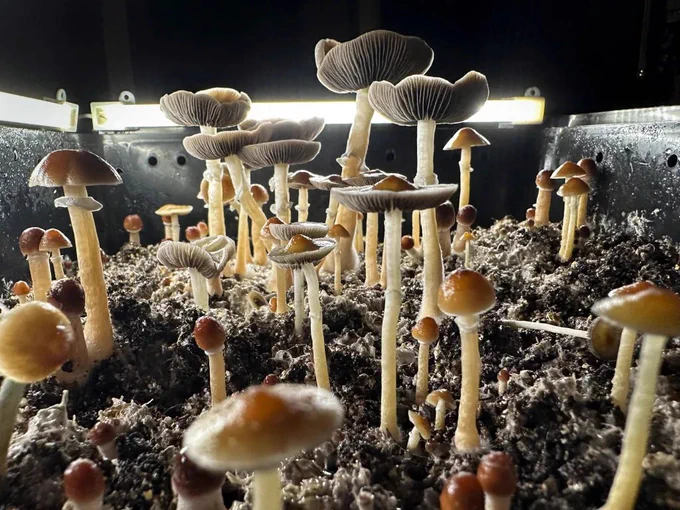 NEWS🚨: Scientists just discovered that microdoses of Psilocybin can reverse obesity, fatty liver and diabetes