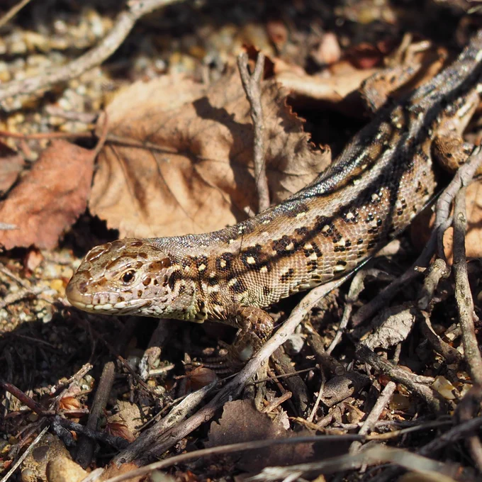 Sand lizard basking in the sun.