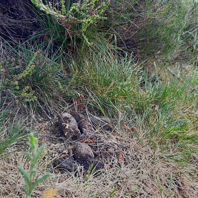 Dog poo at same site the sand lizard was pictured at.