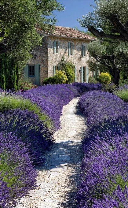 A gravel path lined with vibrant lavender leads to a rustic stone house surrounded by greenery and trees under a clear blue sky.