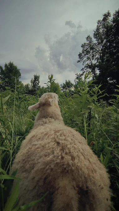A close-up taken from behind a fluffy white sheep in a lush green field, as they look up at the cloudy grey sky. Photo from satoristudios3 on Pinterest